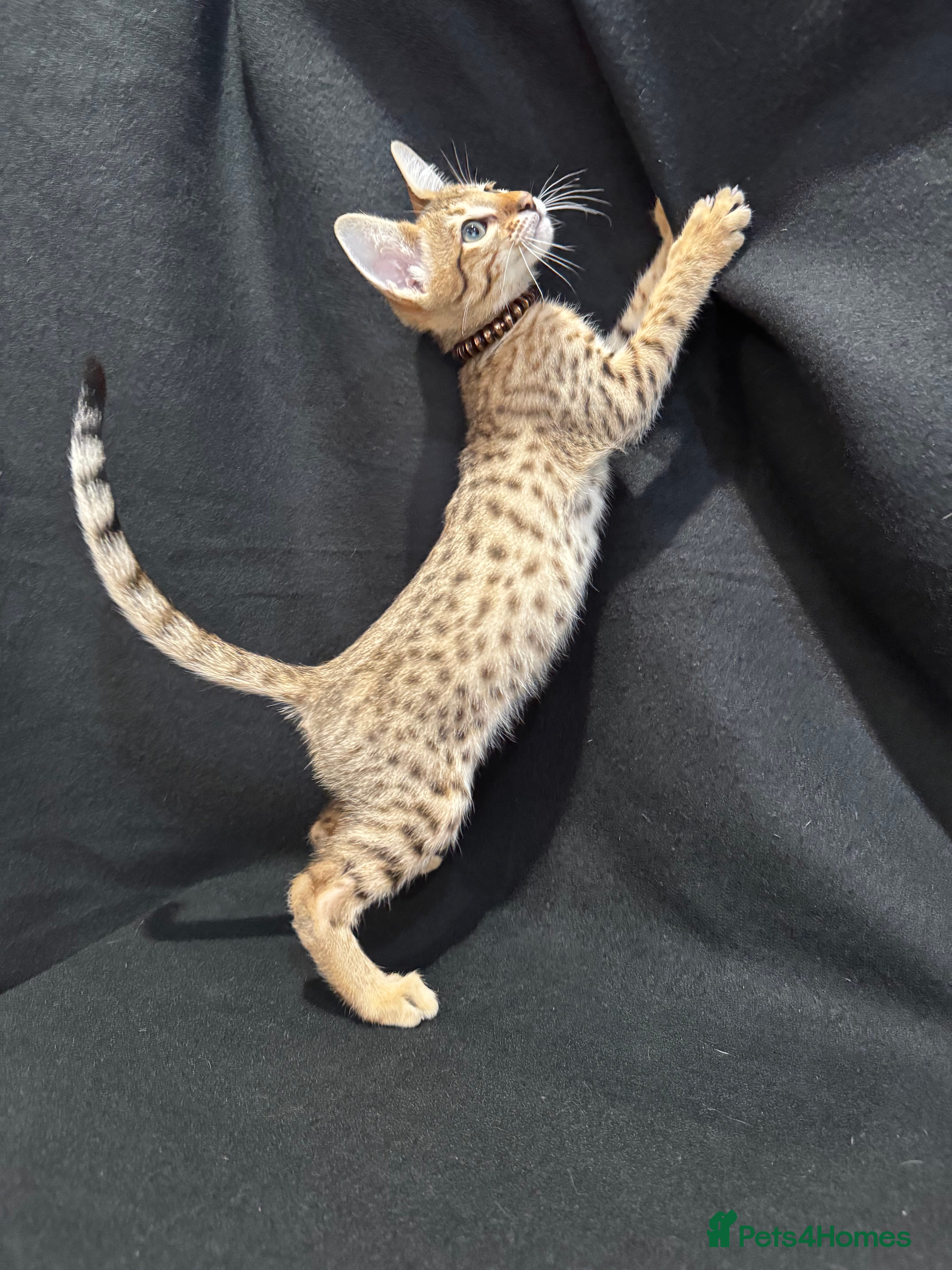 Savannah cats Excellent Quality Tica Registered Purebred kittens - Advert 1