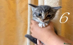 Mixed Breed cats for sale: Mixed ragdoll kittens  - Image 6