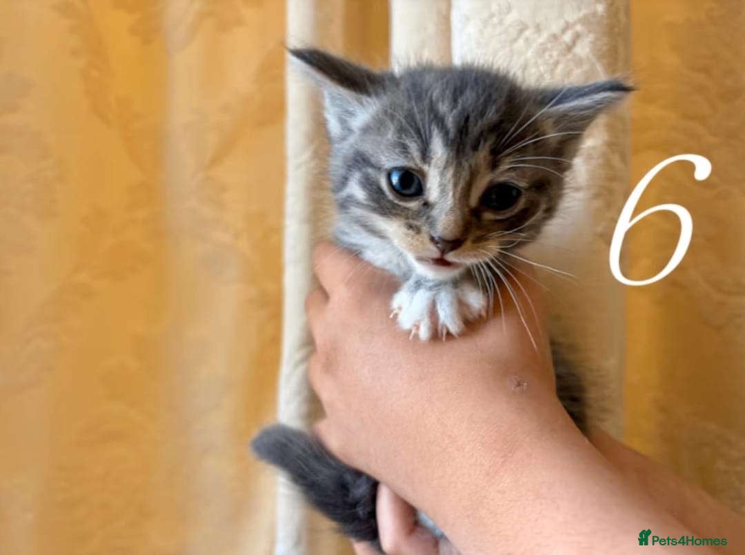 Mixed Breed cats for sale: Mixed ragdoll kittens  - Image 6
