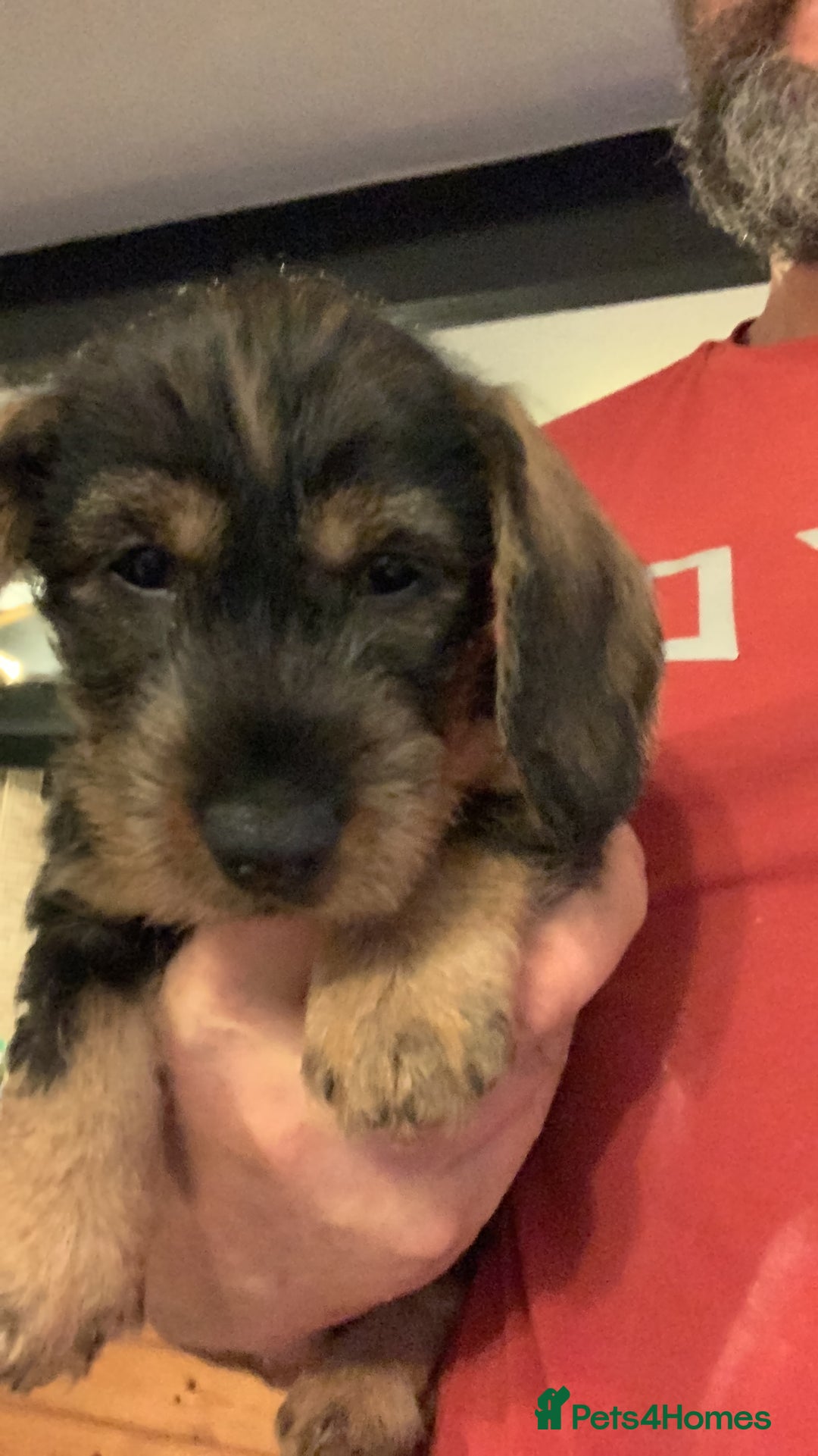 Dachshund dogs for sale: Standard wirehaired dachshund  - Advert 20