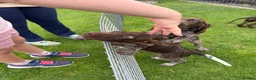 German Shorthaired Pointer dogs for sale: German Shorthaired Pointer Puppies  - Advert 18