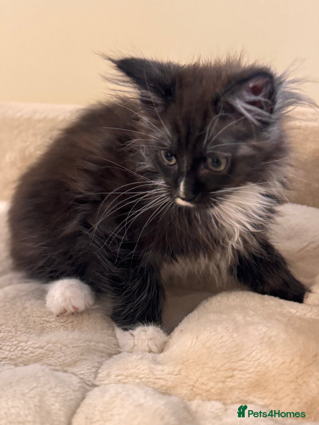 Maine Coon cats for sale: Last Two Lovely Maine Coon Kittens For Sale - Advert 2
