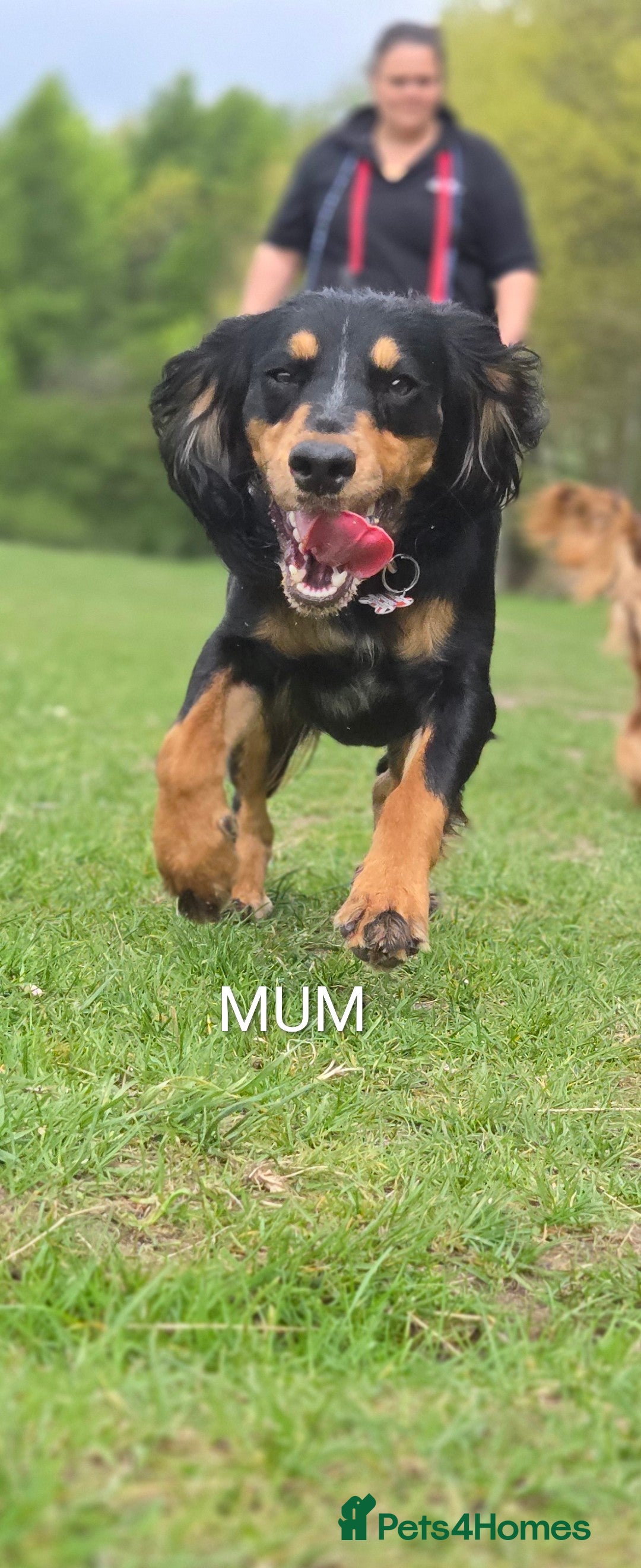 Mixed Breed dogs for sale: Beautiful Cockalier Puppies - Advert 3