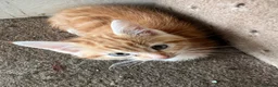 Mixed Breed cats for sale: 5 FRIENDLY KITTENS £30 EACH - Advert 4