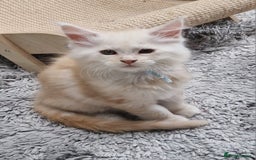 Maine Coon cats for sale: Beautiful Fluffy Maine Coon Kittens - Image 13