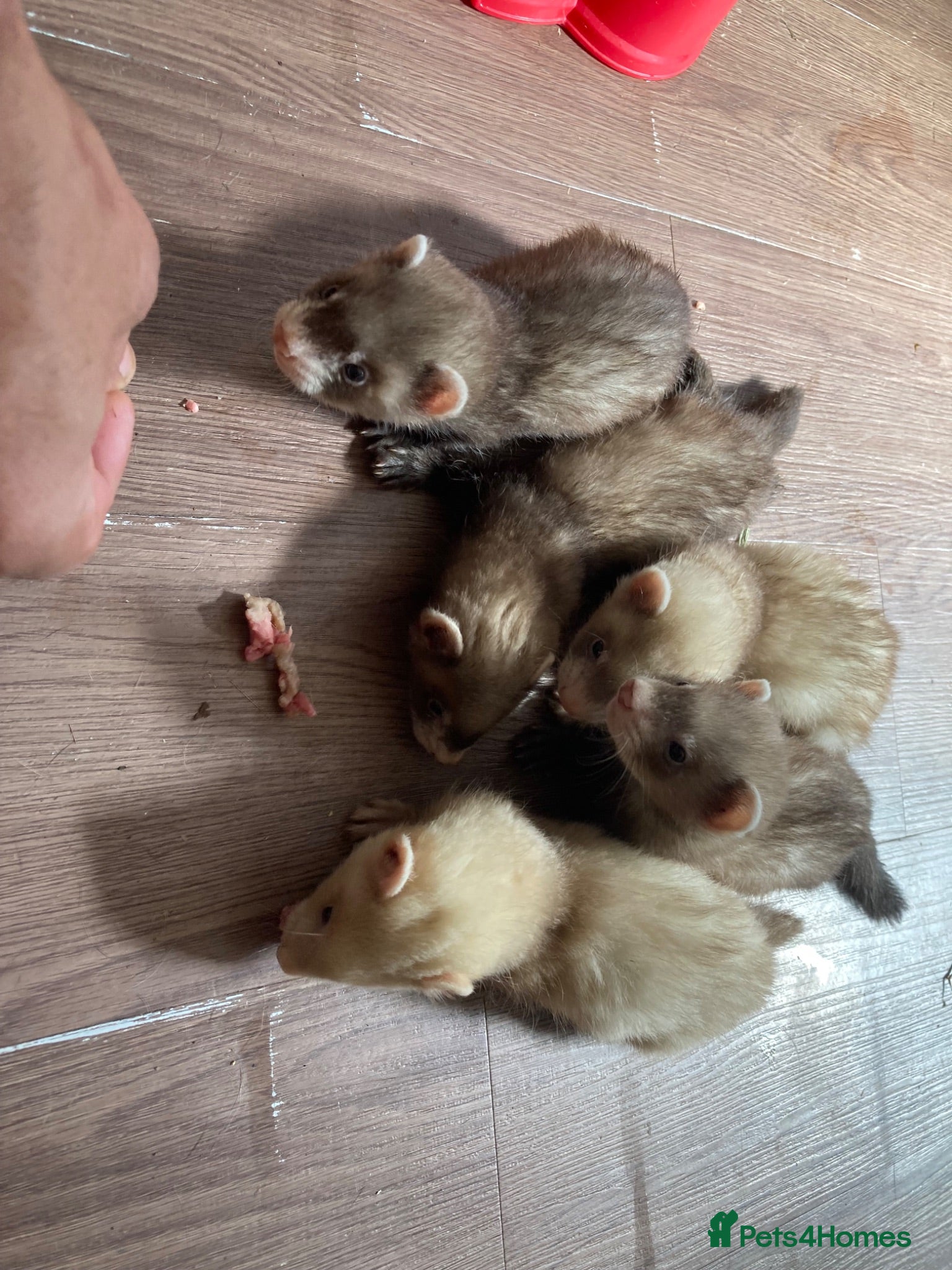 Ferret rodents ferret kits ready in a week  - Advert 21
