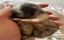 Mini Lop rabbits for sale: Mini lop babies available  - Image 8