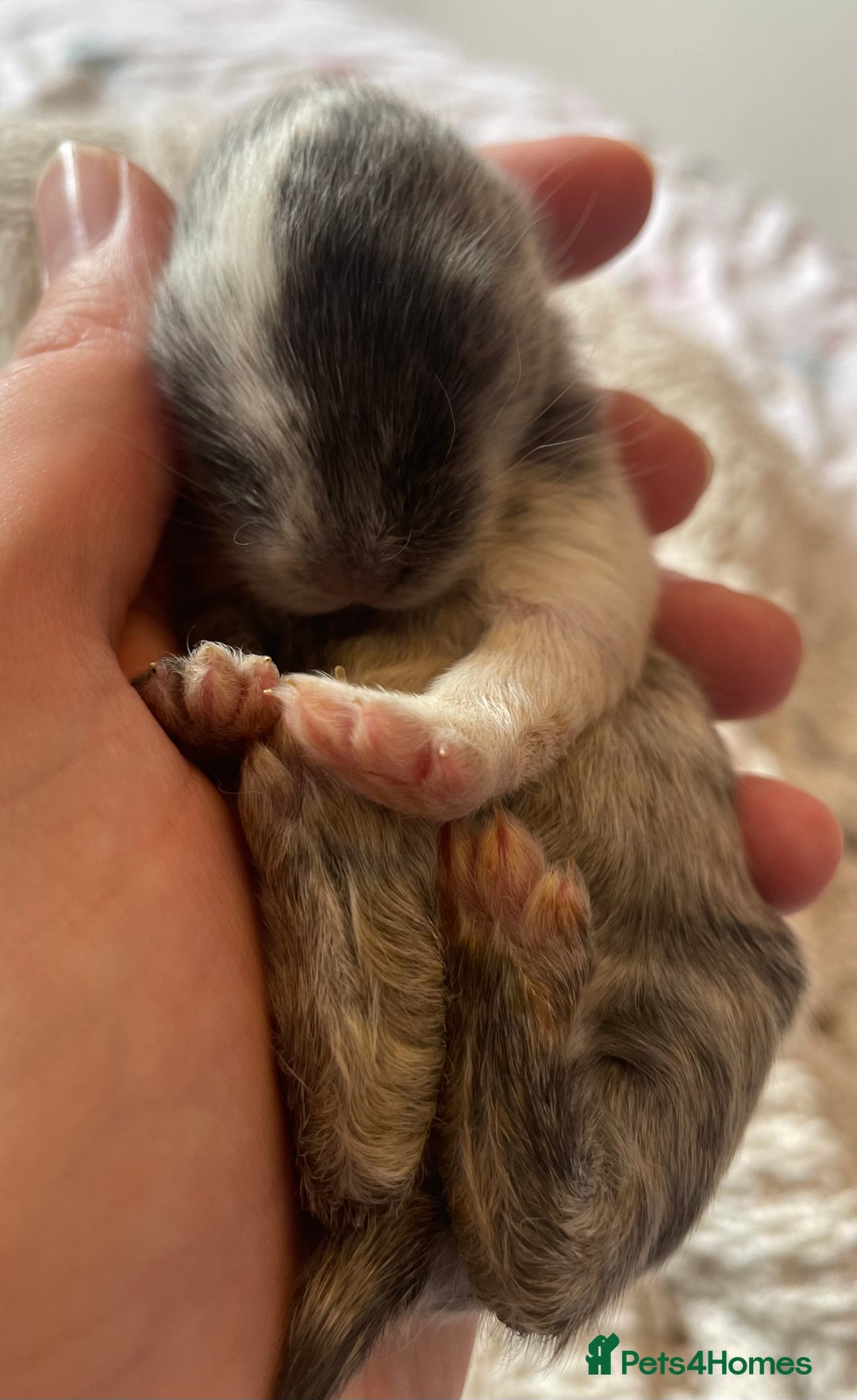 Mini Lop rabbits for sale: Mini lop babies available  - Image 8