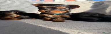 Yorkshire Terrier Puppy 3