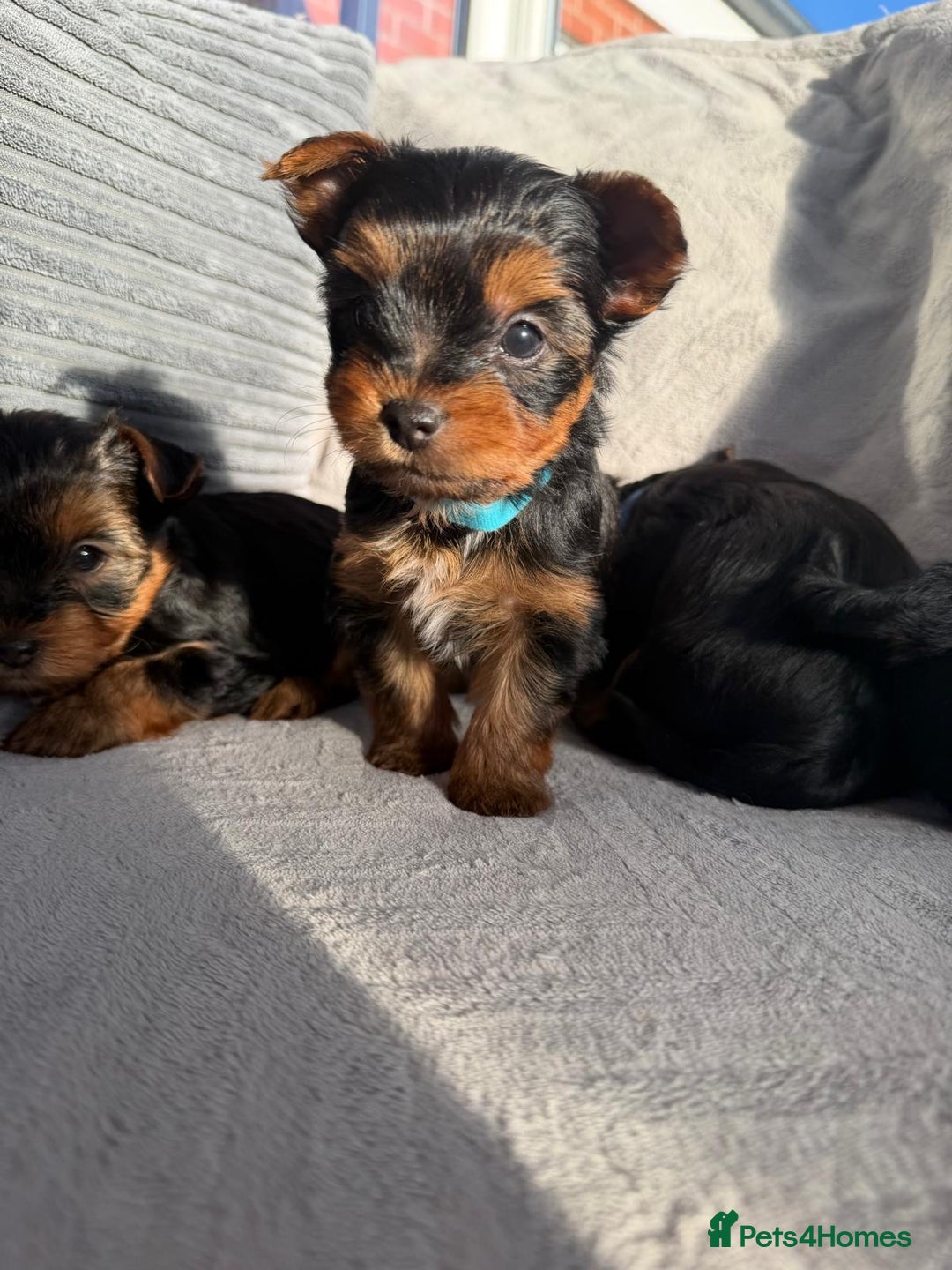 Yorkshire Terrier dogs for sale: Yorkshire Terrier puppies looking for new homes  - Advert 3