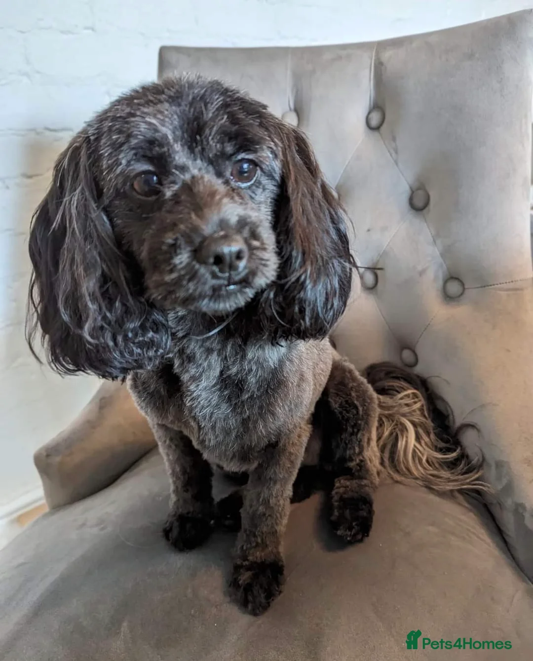 Lhasapoo dogs for sale: Lhasapoo pups (doodles) F1b  - Advert 31