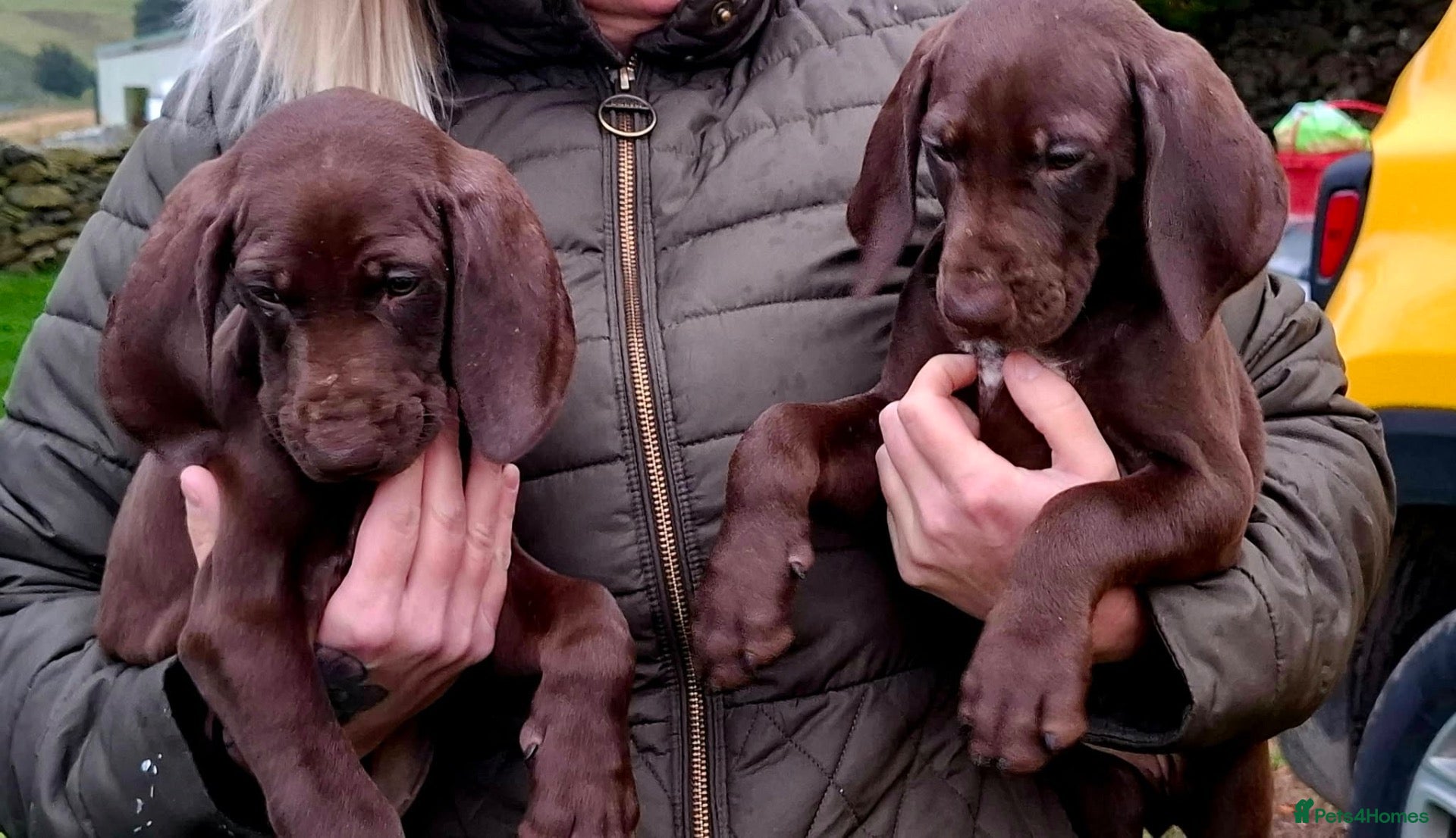 German Shorthaired Pointer dogs GSP puppies available to reserve - Advert 1