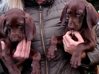 German Shorthaired Pointer dogs GSP puppies available to reserve - Advert 1