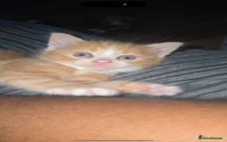 Mixed Breed cats for sale: Ginger kittens 4 left - Image 3
