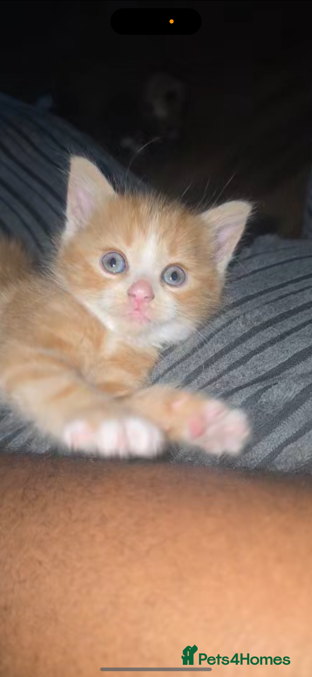 Mixed Breed cats for sale: Ginger kittens 4 left - Image 3