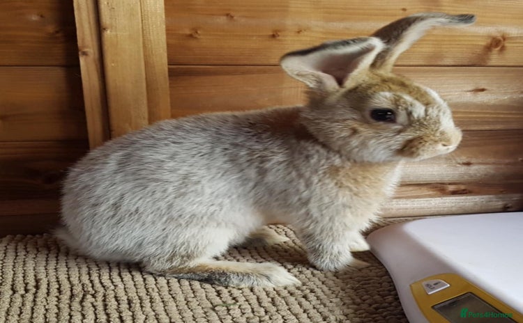 Argente rabbits - Advert 1