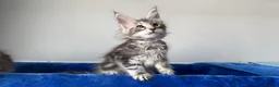 Maine Coon cats for sale: Maine coon kittens registered with GCCF - Advert 31