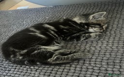 Mixed Breed cats for sale: Make and female tabby kittens for sale  - Image 14