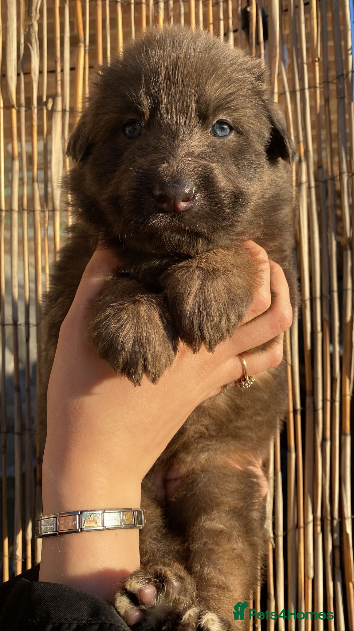 German Longhaired Pointer dogs Rare blue eyed Blue  straight back German Shepard - Advert 1