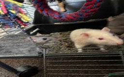 Rat rodents for sale: 6 male rats for rehoming ASAP - Image 2