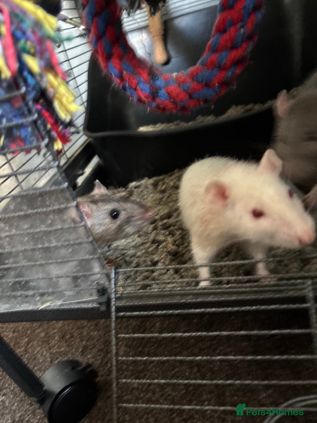 Rat rodents for sale: 6 male rats for rehoming ASAP - Image 2
