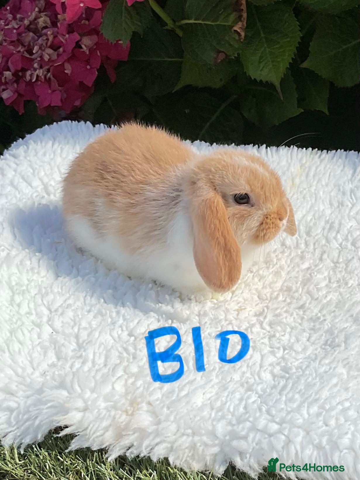 Mini Lop rabbits Pure bred mini lops baby rabbits . - Advert 1