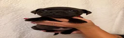 Staffordshire Bull Terrier dogs for sale: Chunky KC Registered Staffordshire Puppies - Advert 31