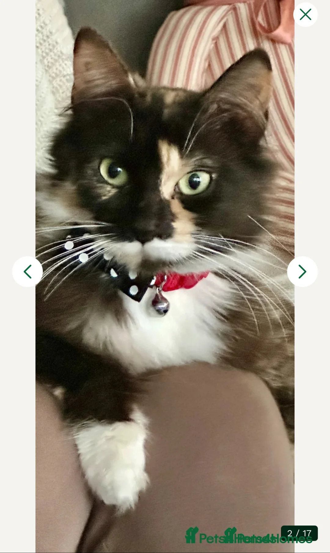 Mixed Breed cats for sale: 3 Beautiful fluffy kittens  - Advert 2