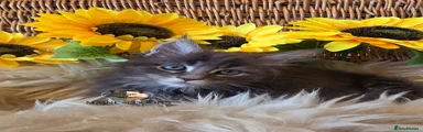 Maine Coon 6