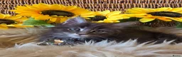 Maine Coon cats for sale: Maine coon kittens - Advert 19