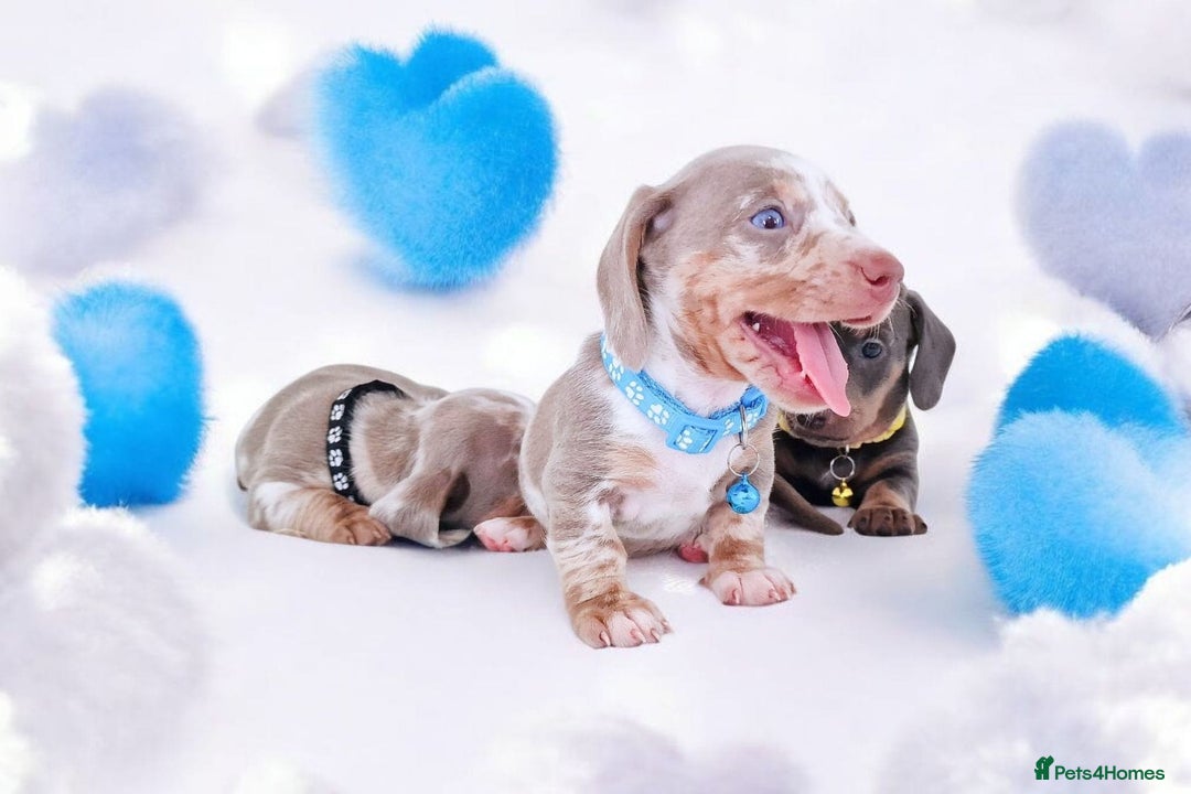 Dachshund dogs for sale: BLUE DAPPLE FEMALE AVAILABLE  - Image 7