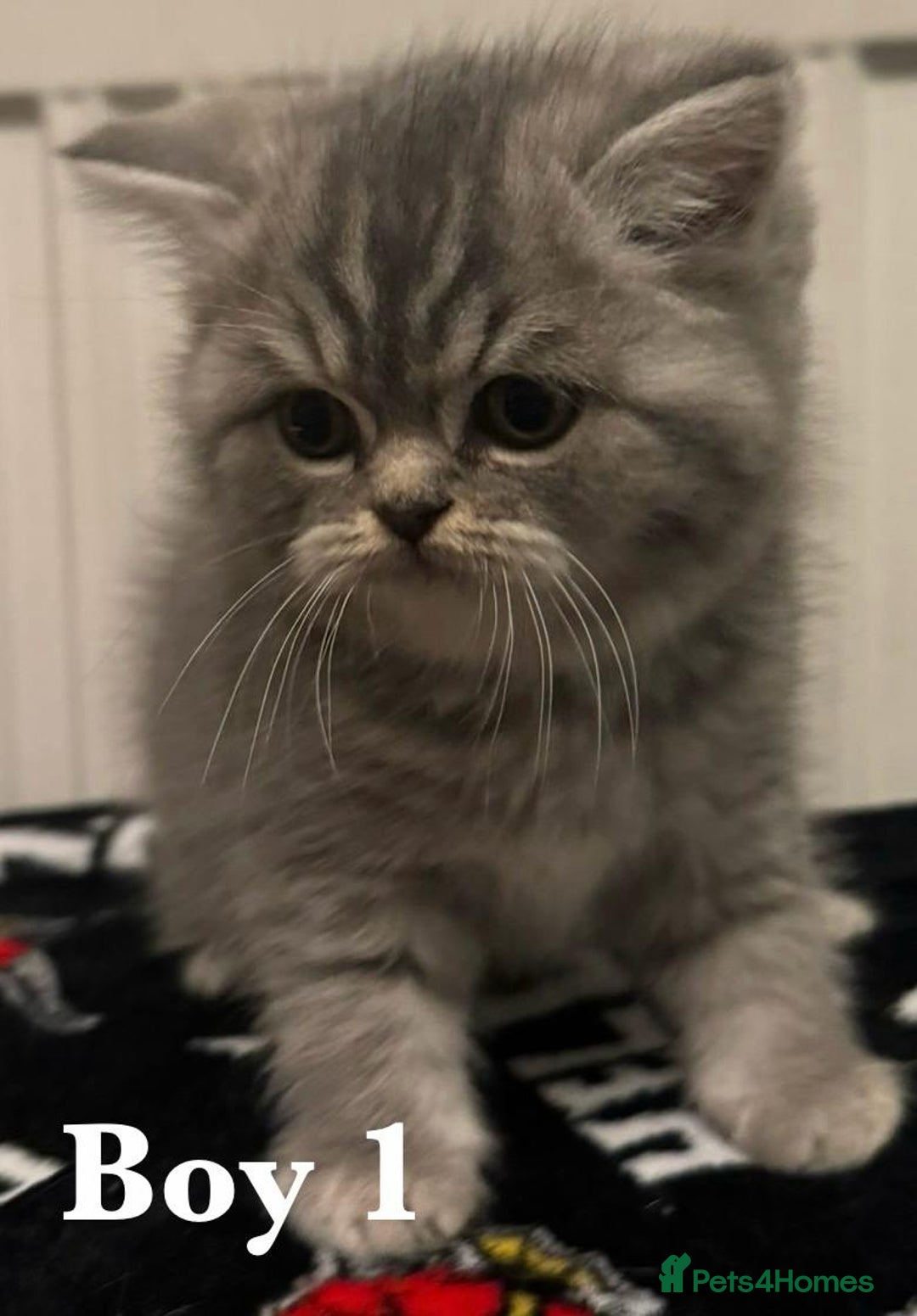 British Shorthair cats for sale: British shorthair X Persian kittens for sale ready - Advert 4