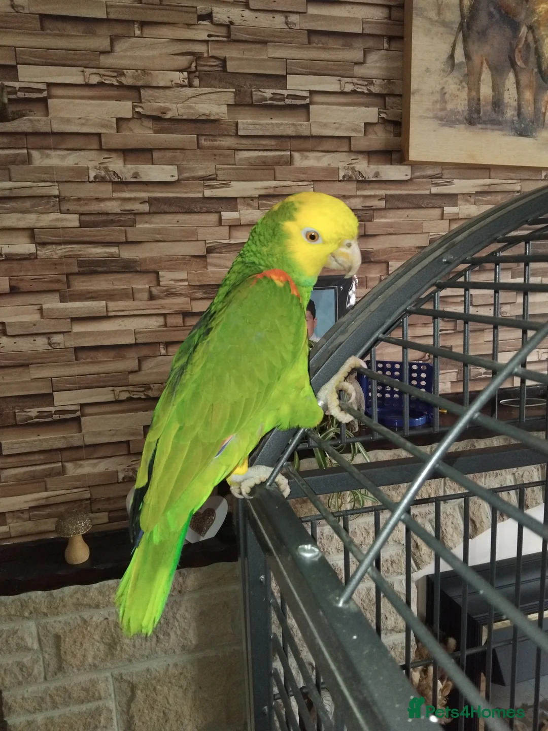 Parrots birds for sale: Double yellow headed amazon in Peterlee - Advert 1