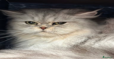 British Shorthair cats - Advert 12