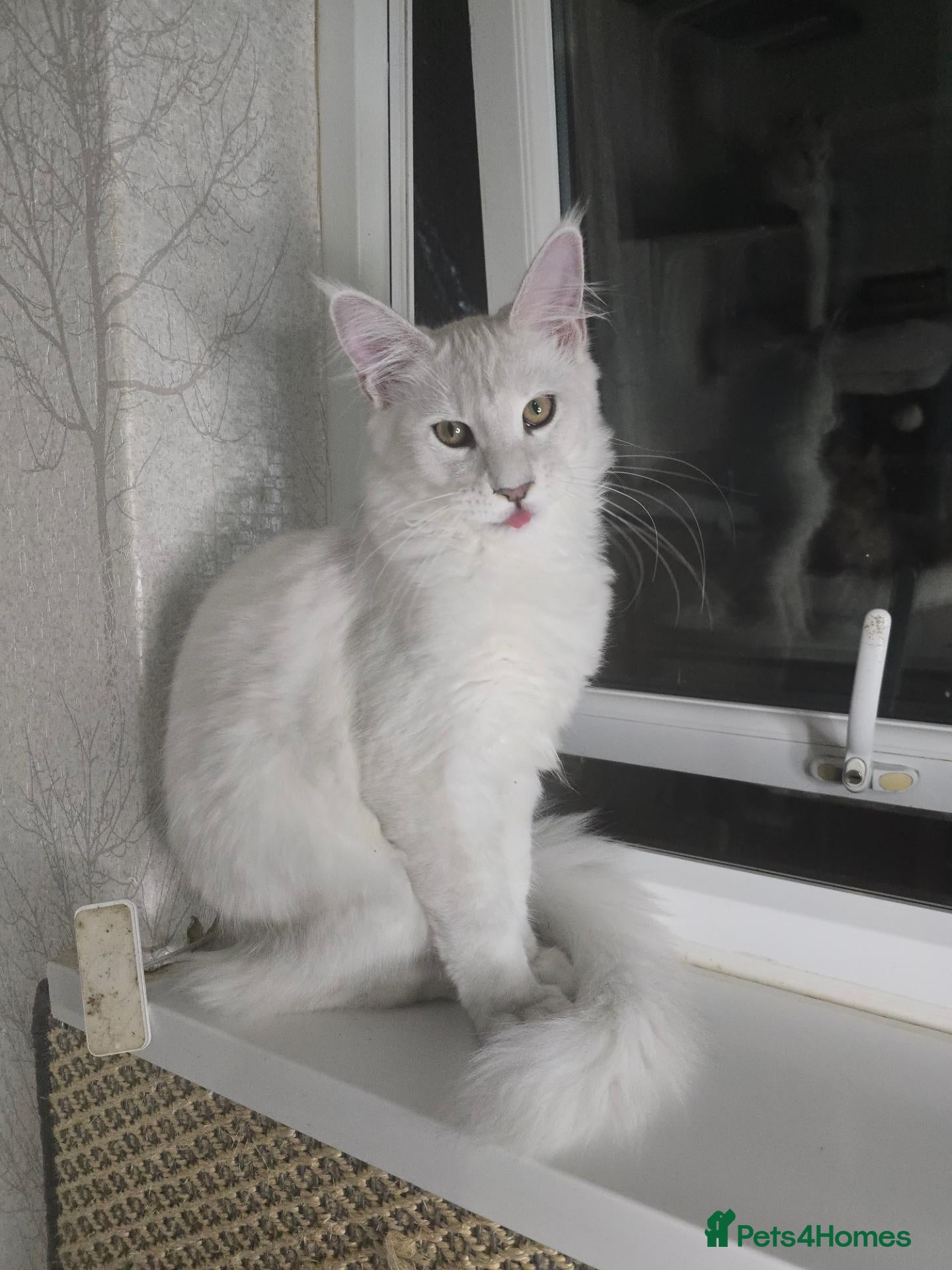 Maine Coon cats RARE Blue Silver Shell (Not White) Male Maine Coon - Advert 2
