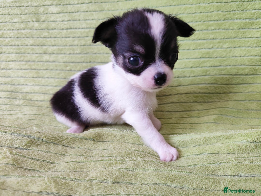 Chihuahua dogs for sale: Amazing Quality Long Coat Chihuahua puppies - Image 14