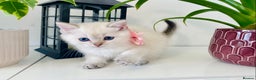 Ragdoll cats for sale: Ragdoll X British  - Advert 7