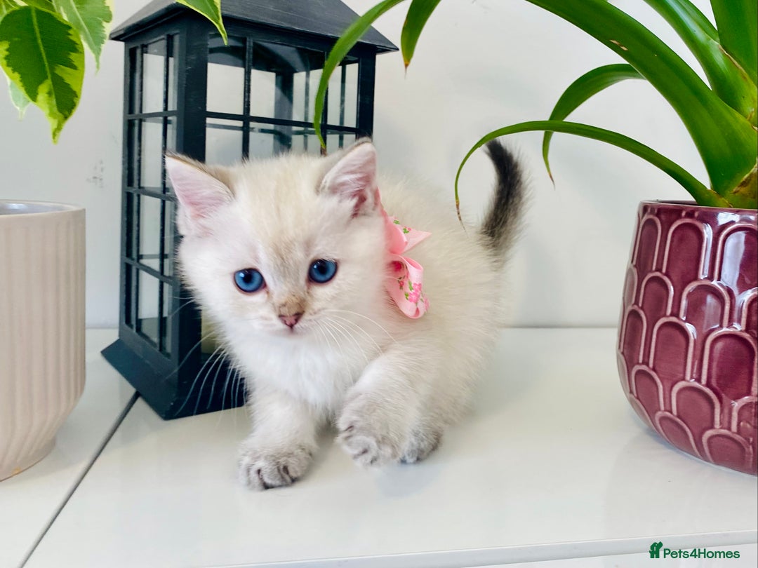 Ragdoll cats for sale: Ragdoll X British  - Image 1