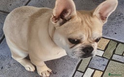 Frug dogs for sale: Female Frug (Kiki) - Image 3
