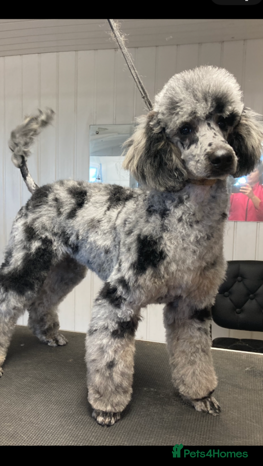 Mixed Breed dogs for sale: STUNNING DOUBLE DOODLES HEALTH TESTED PARENTAGE  - Advert 13