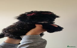 Cockapoo dogs for sale: Last girl Health checked and ready to go  - Image 2