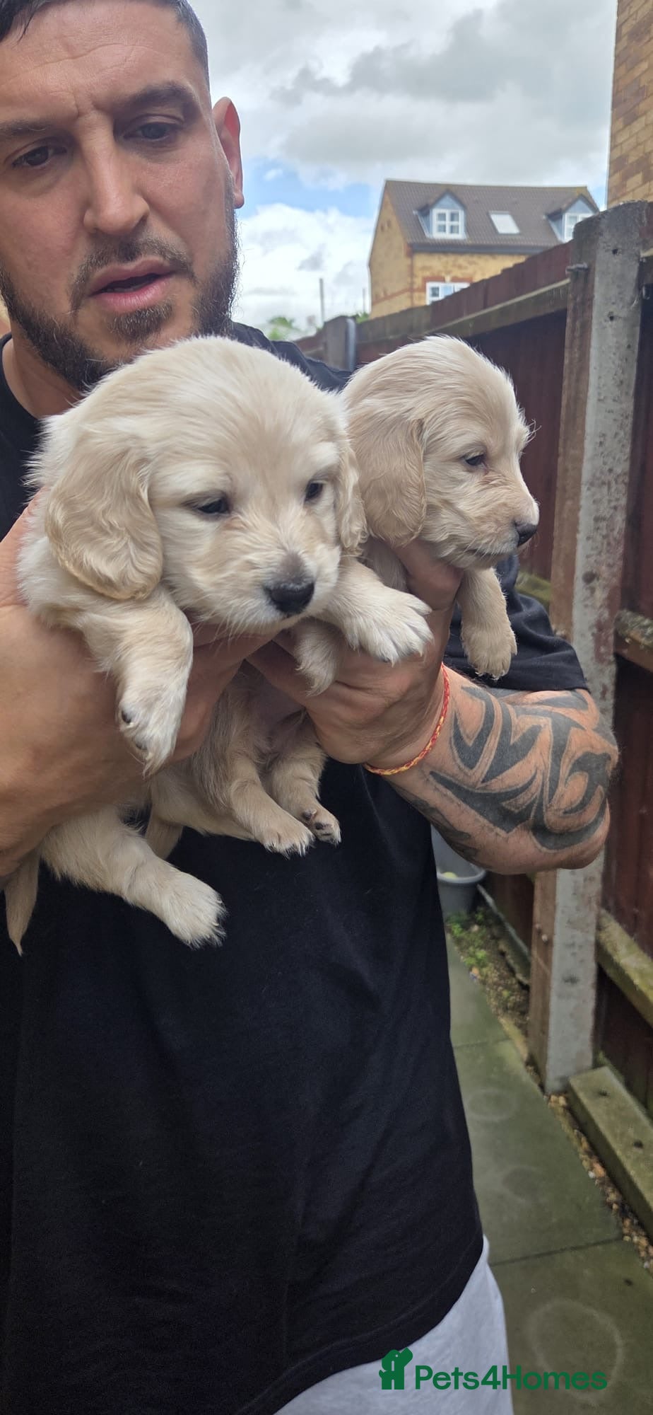Miniature Dachshund dogs Beautiful Fluffy Dachshund Puppies – KC Registered - Advert 2