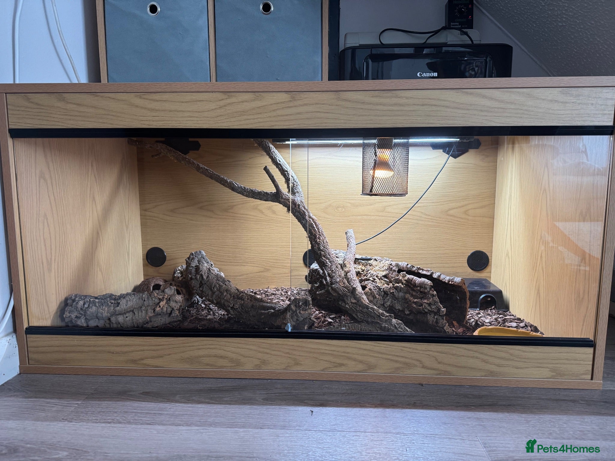 Corn Snake reptiles Corn Snake with full set up. - Advert 2