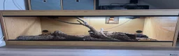 Corn Snake reptiles for sale: Corn Snake with full set up. - Advert 1