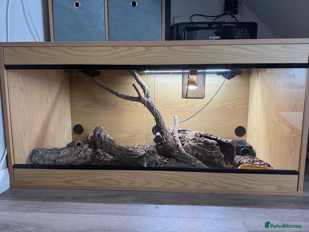Corn Snake reptiles for sale: Corn Snake with full set up. - Advert 1