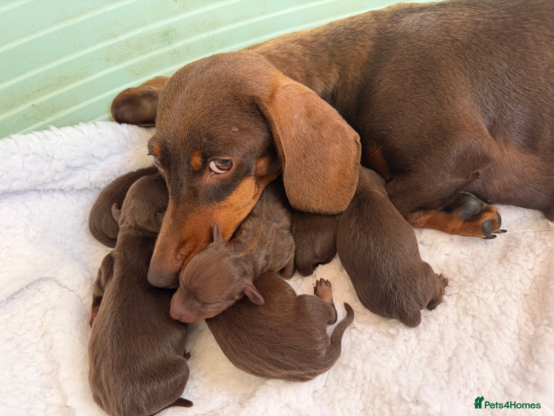 Dachshund dogs Miniture dashhound babies  - Advert 2