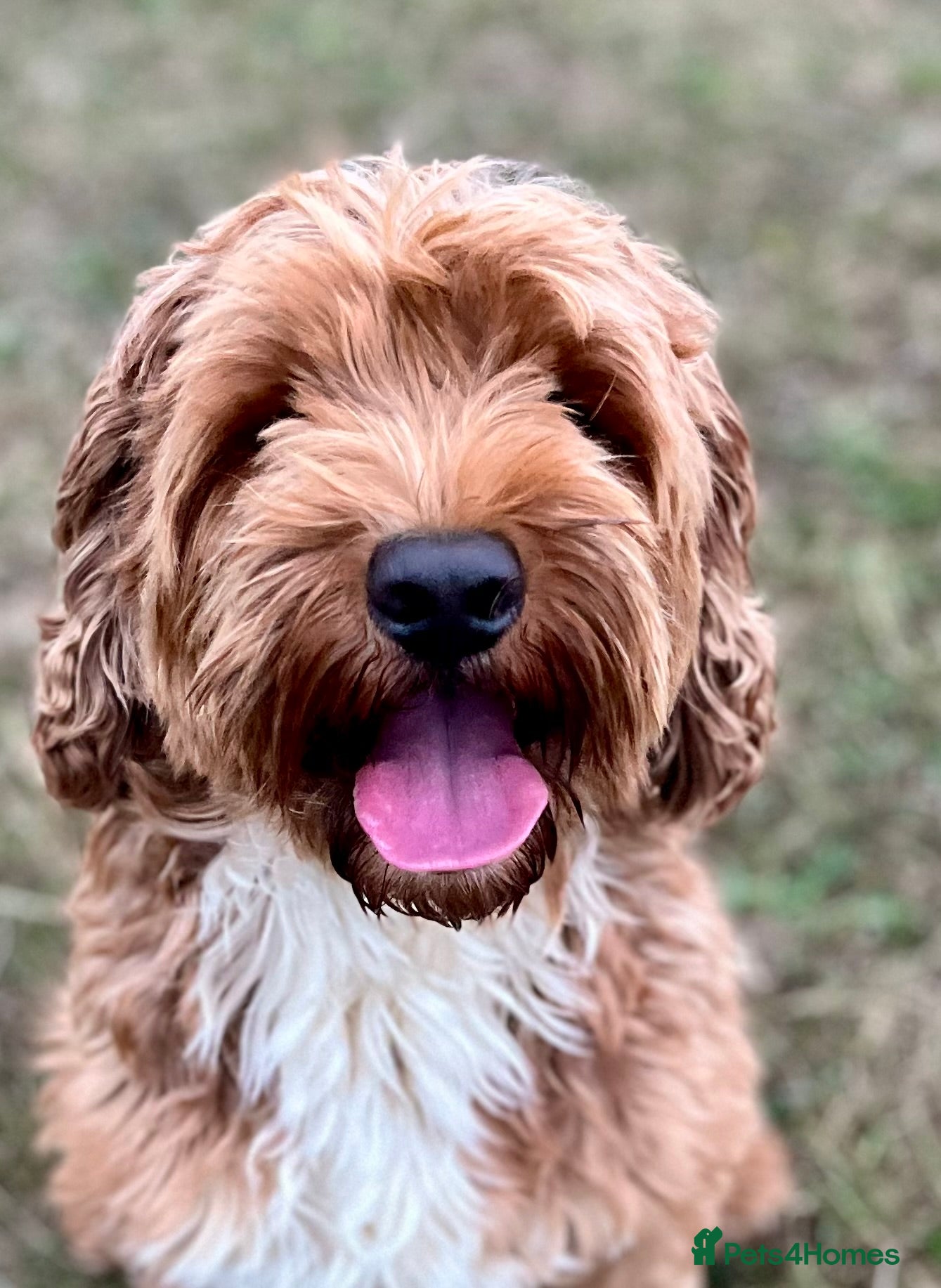 Australian Labradoodle dogs 100 percentage pure Australian family boy  - Advert 11
