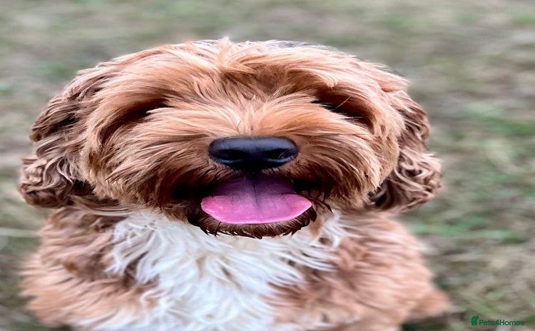 Australian Labradoodle dogs in Bedford - Advert 1