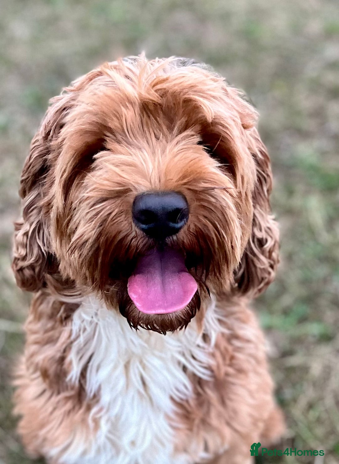Australian Labradoodle dogs for stud: 100 percentage pure Australian family boy  in Bedford - Image 1