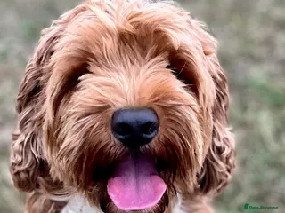 Australian Labradoodle dogs 100 percentage pure Australian family boy - Advert 11